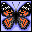 Butterfly06